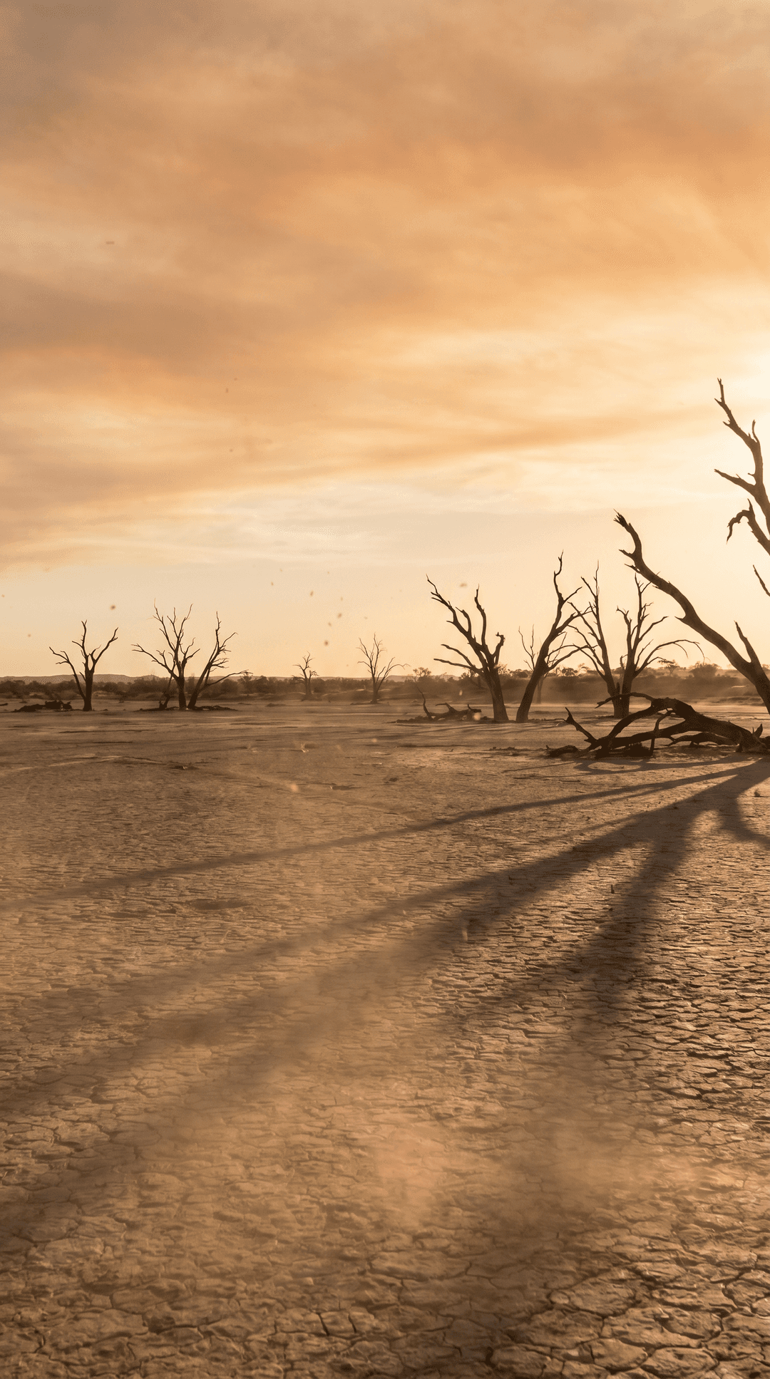 ```
/imagine prompt: A desolate, cinematic vista of a massive, dried-up lakebed. The cracked earth stretches infinitely under a vast, stark sky. Jagged, skeletal remains of ancient trees pierce the horizon, casting long, dramatic shadows. The air shimmers with heat, creating a sense of profound stillness and emptiness. Ultra-high resolution, hyper-realistic photography, sharp focus, natural light, dust motes dancing in the faint breeze, wide-angle lens, cinematic color grading, muted earth tones, dramatic composition, golden hour.
```